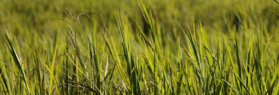 reflectionsofaragamuffin